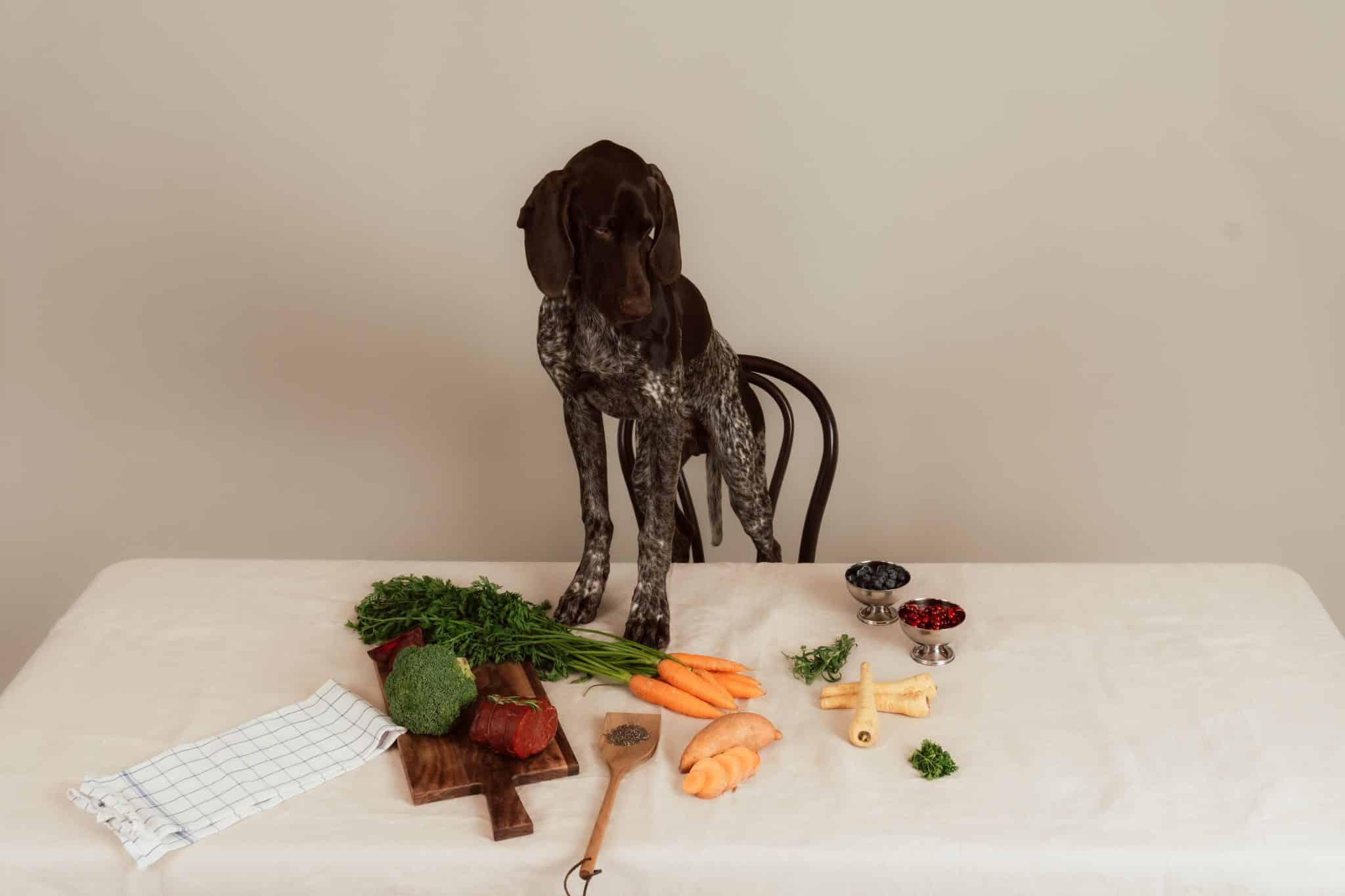 Proaktiv hälsovård börjar i matskålen – så stärker du din hunds hälsa med rätt mat