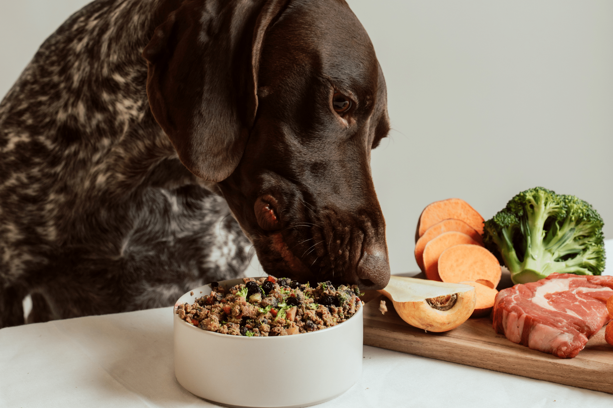 Råfoder vs färsklagad hundmat: Skillnader, fördelar och nackdelar